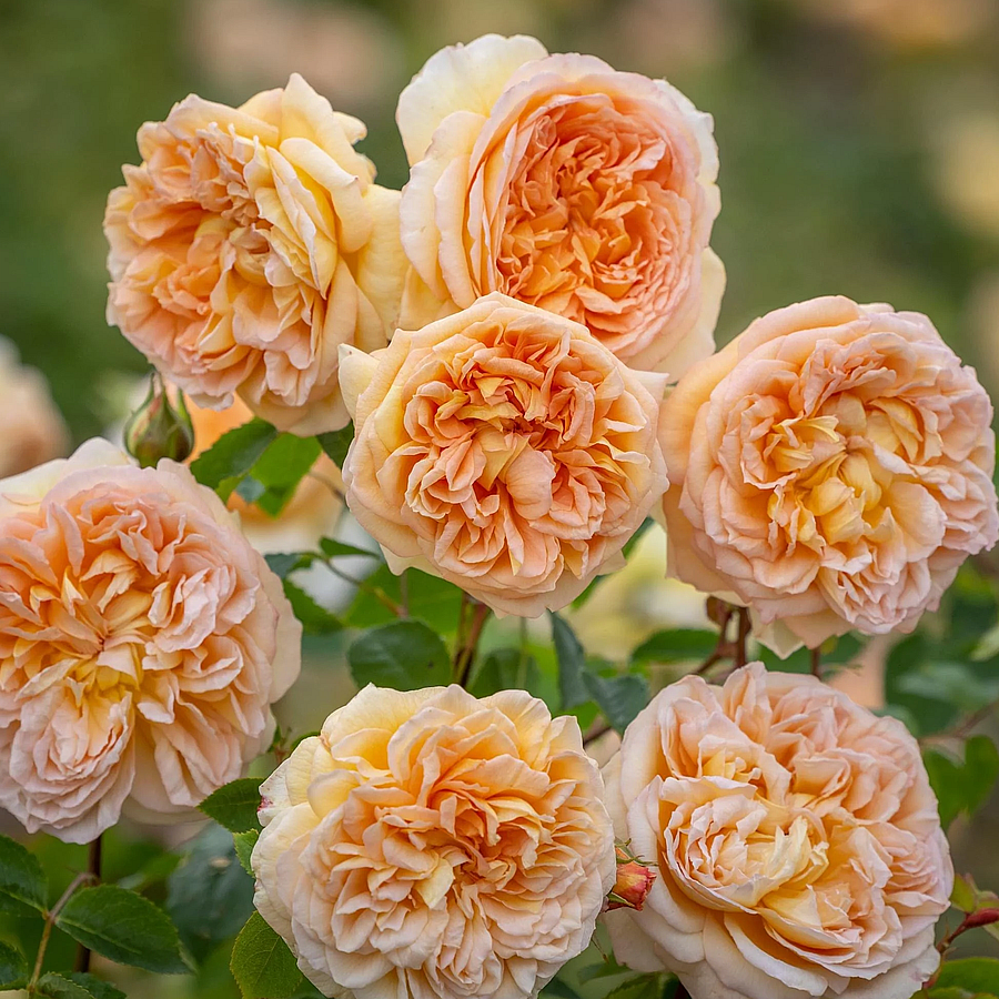 Rosa 'Bathsheba' R&oacute;zsa 'Bathsheba'