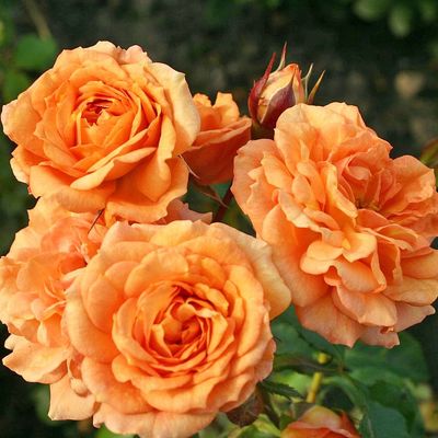 Rosa 'Bentheimer Gold' R&oacute;zsa 'Bentheimer Gold'