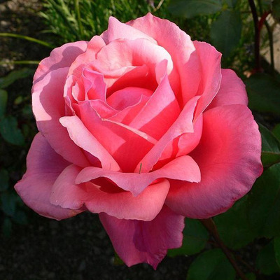 Rosa 'Bel Ange' Rózsa 'Bel Ange'