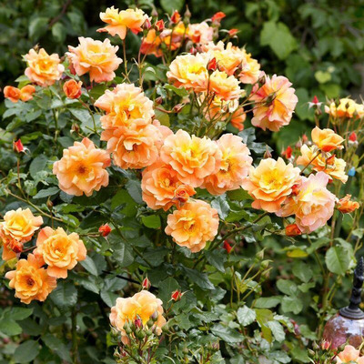 Rosa 'Bessy' Rózsa 'Bessy'