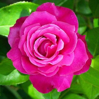 Rosa 'Caprice de Meilland' R&oacute;zsa 'Caprice de Meilland'