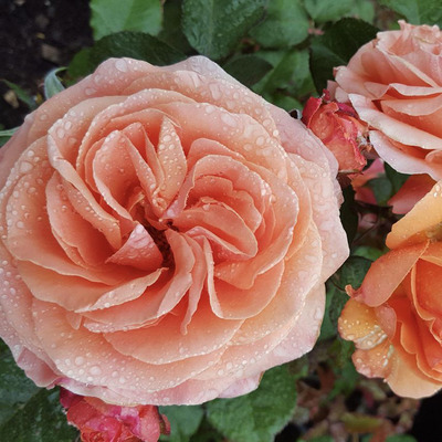 Rosa 'Casanova' R&oacute;zsa 'Casanova'