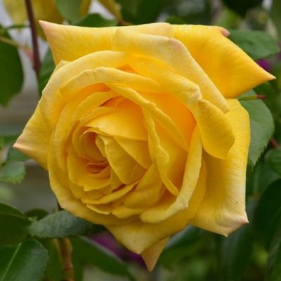 Rosa 'Casino' R&oacute;zsa 'Casino'
