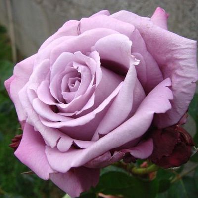 Rosa 'Charles de Gaulle' R&oacute;zsa 'Charles de Gaulle'