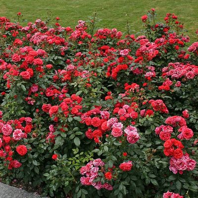 Rosa 'Cherry Girl' Rózsa 'Cherry Girl'