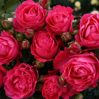 Rosa 'Cherry Lady' R&oacute;zsa 'Cherry Lady'
