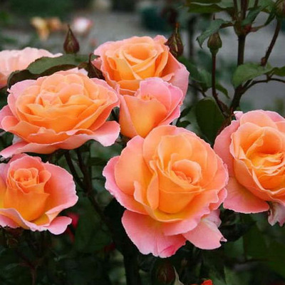 Rosa 'Consul' Rózsa 'Consul'