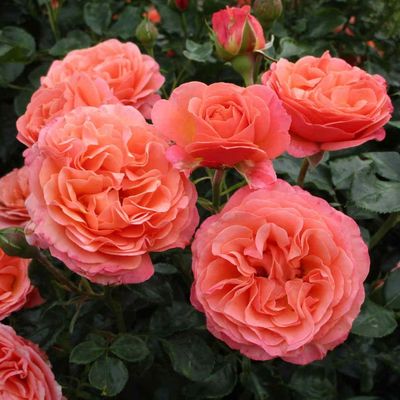 Rosa 'Coral Lions Rose' Rózsa 'Coral Lions Rose'