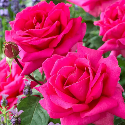 Rosa 'Criterion' R&oacute;zsa 'Criterion'