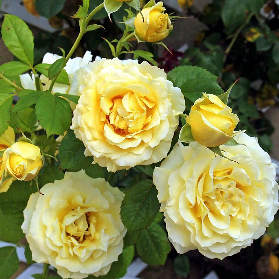 Rosa 'Cyrano de Bergerac ' Rózsa 'Cyrano de Bergerac '