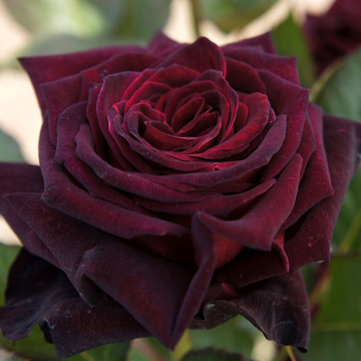 Rosa 'Dark Red' R&oacute;zsa 'Dark Red'
