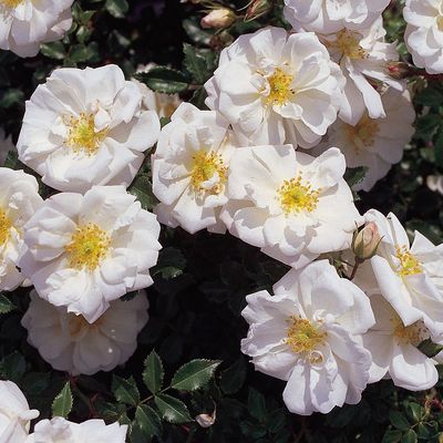 Rosa Diamant Rosa Diamant