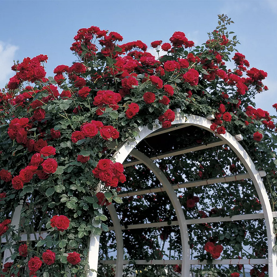 Rosa 'Don Juan ' Rózsa 'Don Juan '