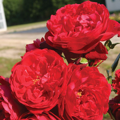 Rosa 'Florentina ' Rózsa 'Florentina '