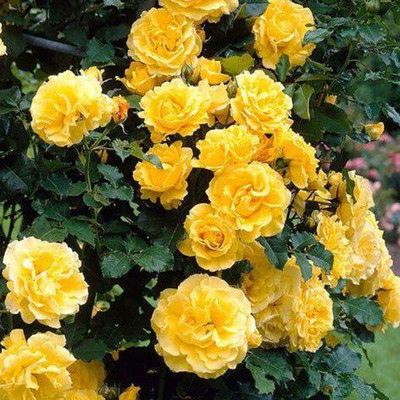 Rózsa 'Golden Perfume' Rosa 'Golden Perfume'