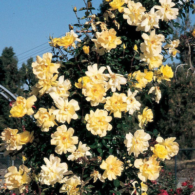 Rosa 'Golden Showers' Rózsa 'Golden Showers'