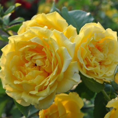 Rosa 'Golden Sun / Sun Gold' Rózsa 'Golden Sun/ Sun Gold'