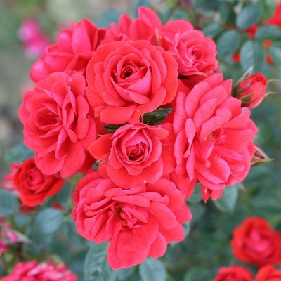 Rosa 'Heidesinfonie' Rózsa 'Heidesinfonie'