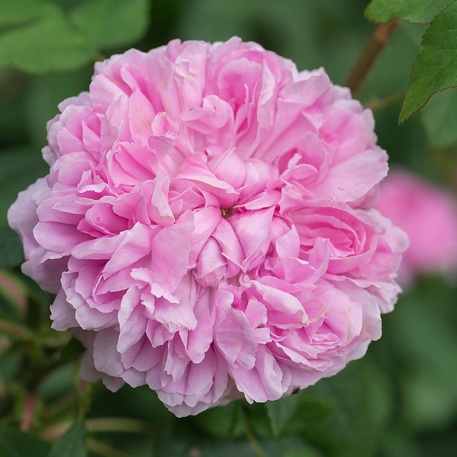 Rosa 'Jacques Cartier' R&oacute;zsa 'Jacques Cartier'