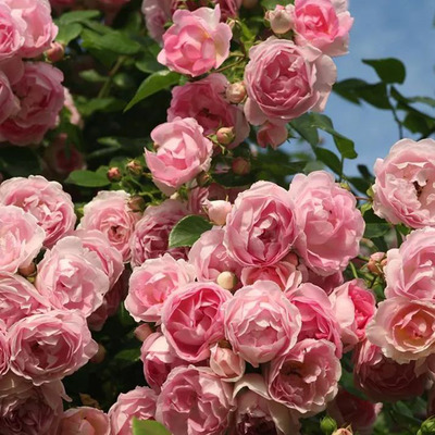 Rosa 'Jasmina' Rózsa 'Jasmina'
