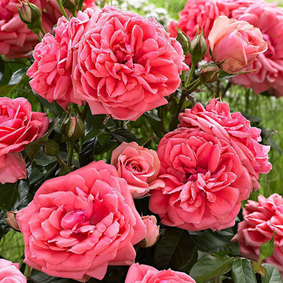 Rosa 'Kimono' Rózsa 'Kimono'