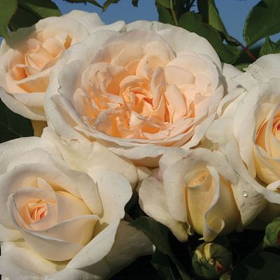 Rosa 'Kosmos' Rózsa 'Kosmos'