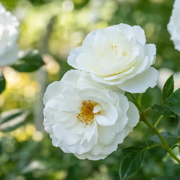 Rosa 'Kristall' R&oacute;zsa 'Kristall'