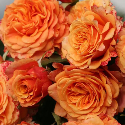 Rosa 'La Villa Cotta' Rózsa 'La Villa Cotta'