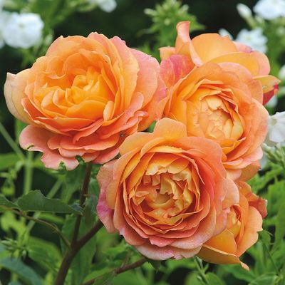 Rosa 'Lady of Shalott' R&oacute;zsa 'Lady of Shalott'