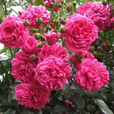 Rosa 'Laguna' Rózsa 'Laguna'