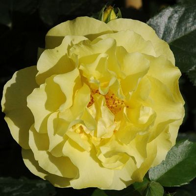 Rosa 'Lichtkönigin Lucia' Rózsa 'Lichtkönigin Lucia'
