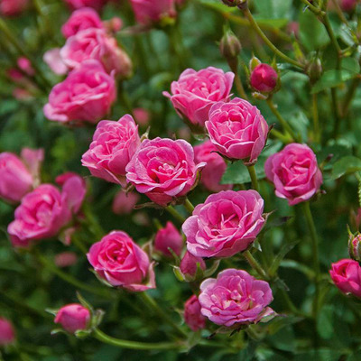 Rosa 'Lilly Rose' R&oacute;zsa 'Lilly Rose'