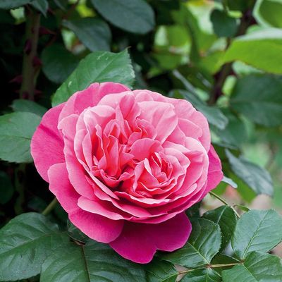 Rosa 'Line Renaud' R&oacute;zsa 'Line Renaud'