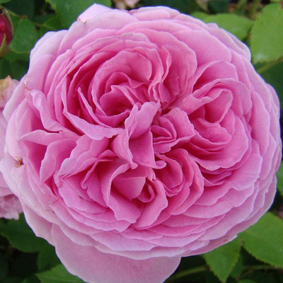 Rosa 'Madame Boll' R&oacute;zsa 'Madame Boll'