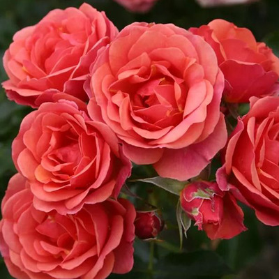 Rosa 'Mandarin' Rózsa 'Mandarin'