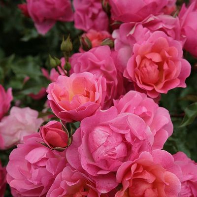 Rosa 'Maxi Vita' Rózsa 'Maxi Vita'