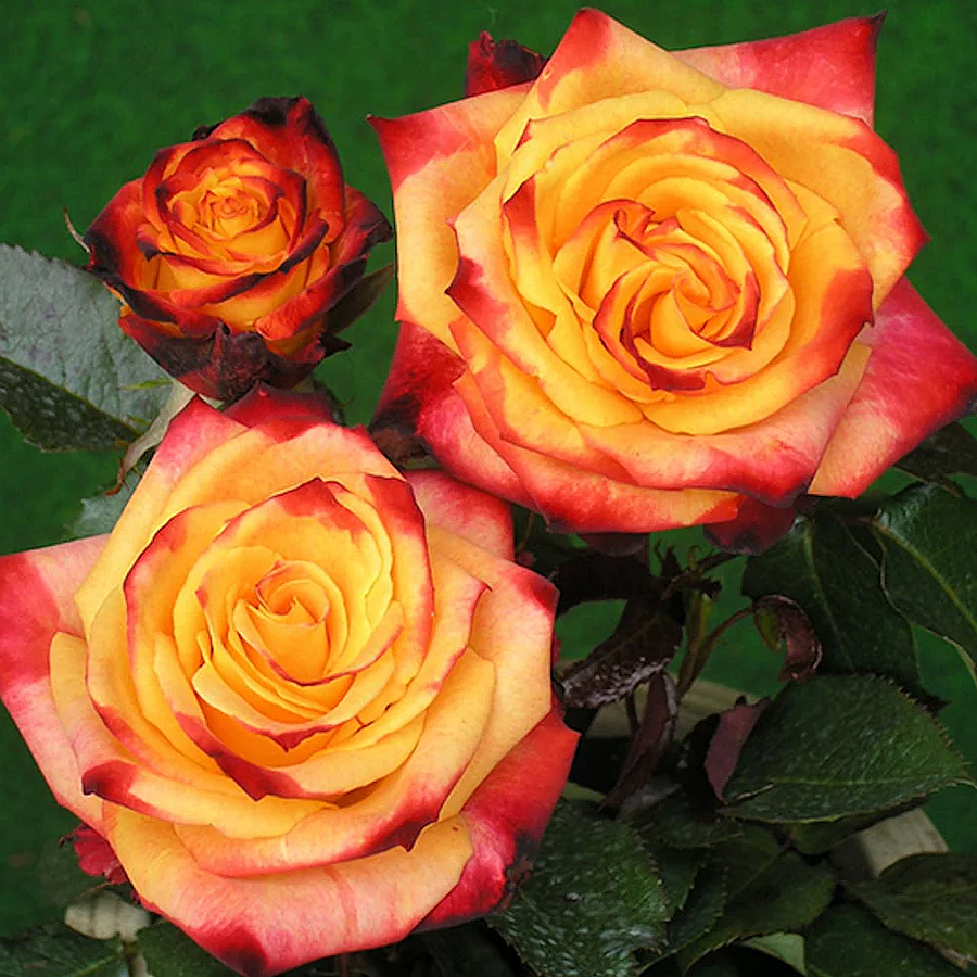 Rosa 'Mein M&uuml;nchen' R&oacute;zsa 'Mein M&uuml;nchen'