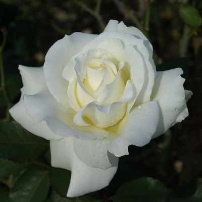 Rosa 'Memoire' Rózsa 'Memoire'