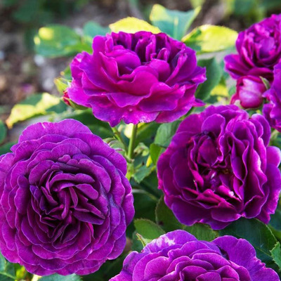 Rosa 'Minerva' R&oacute;zsa 'Minerva'