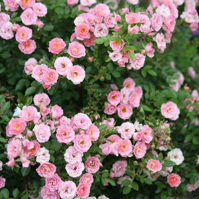 Rosa 'Miniature Pink' R&oacute;zsa 'Miniature Pink'
