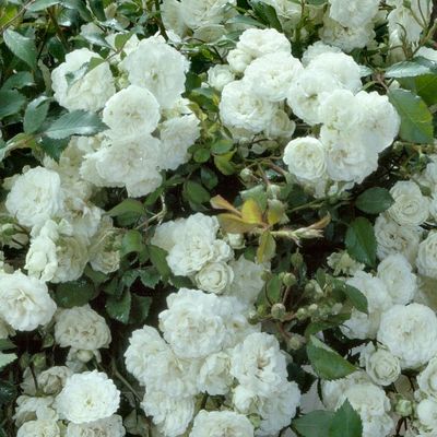Rosa 'Miniature White' Rózsa 'Miniature White'