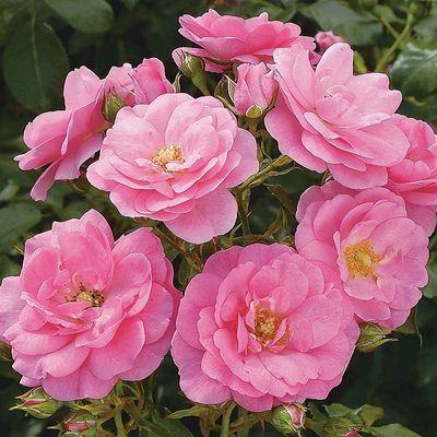 Rosa 'Mirato' R&oacute;zsa 'Mirato'