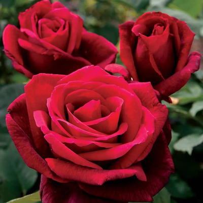 Rosa 'Mister Lincoln' Rózsa 'Mister Lincoln'