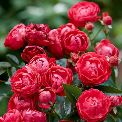 Rosa 'Morsdag' R&oacute;zsa 'Morsdag'