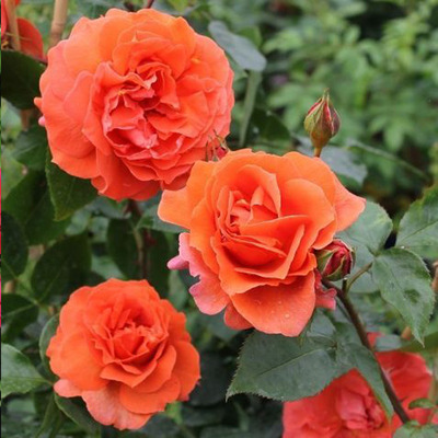 Rózsa 'Naranga' Rosa 'Naranga'