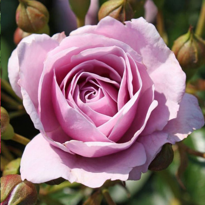 Rosa 'Nautica' R&oacute;zsa 'Nautica'