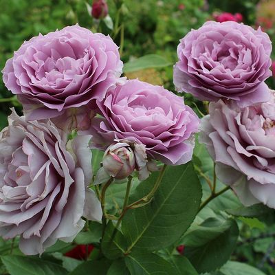 Rosa 'Novalis' Rózsa 'Novalis'