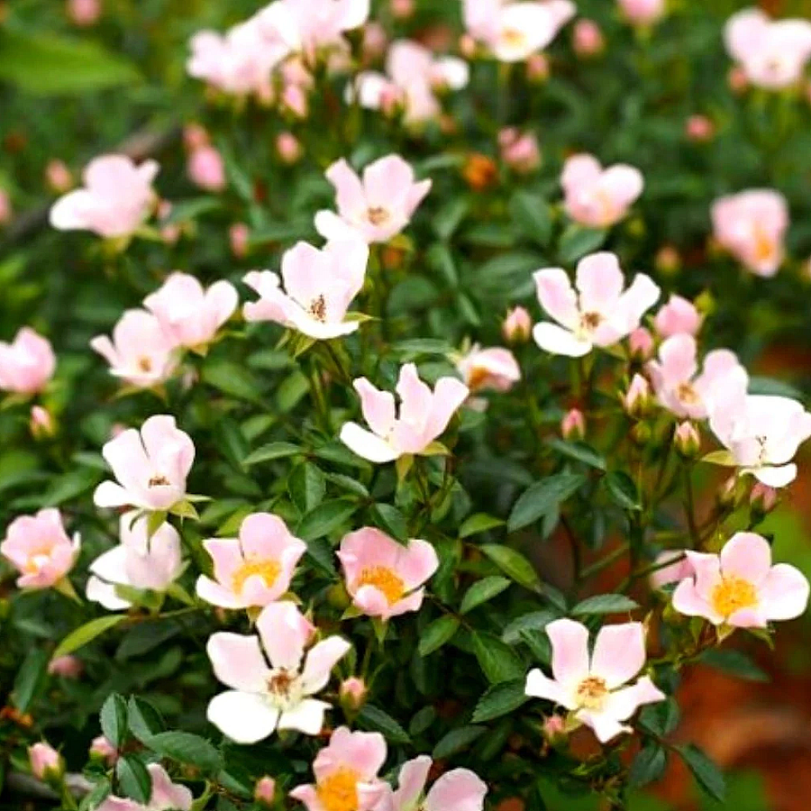 Rosa 'Nozomi' Rózsa 'Nozomi'