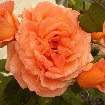 Rosa 'Orange Improved' Rózsa 'Orange Improved'