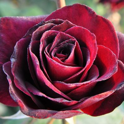 Rosa 'Papa Meilland' R&oacute;zsa 'Papa Meilland'